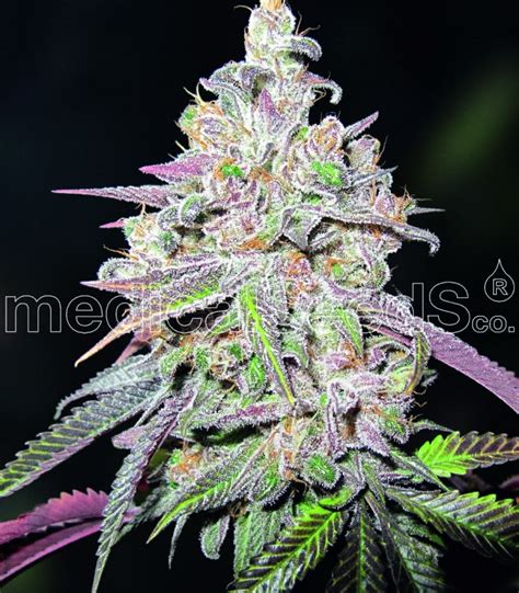 mendocino chanel kush medical seeds|Mendocino Chanel Kush by Medical Seeds, great feminized seed .